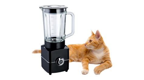 cat in blender twitter full video|What Is The Disturbing Cat Blender Video And Why Are They。